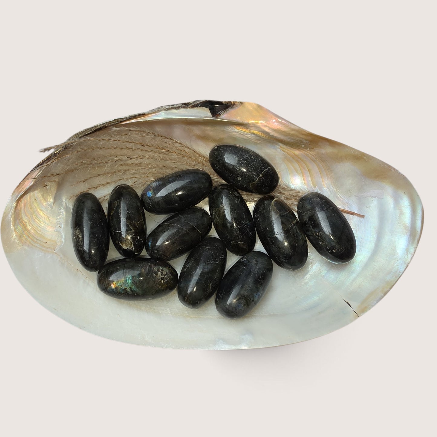 Labradoriet Shiva