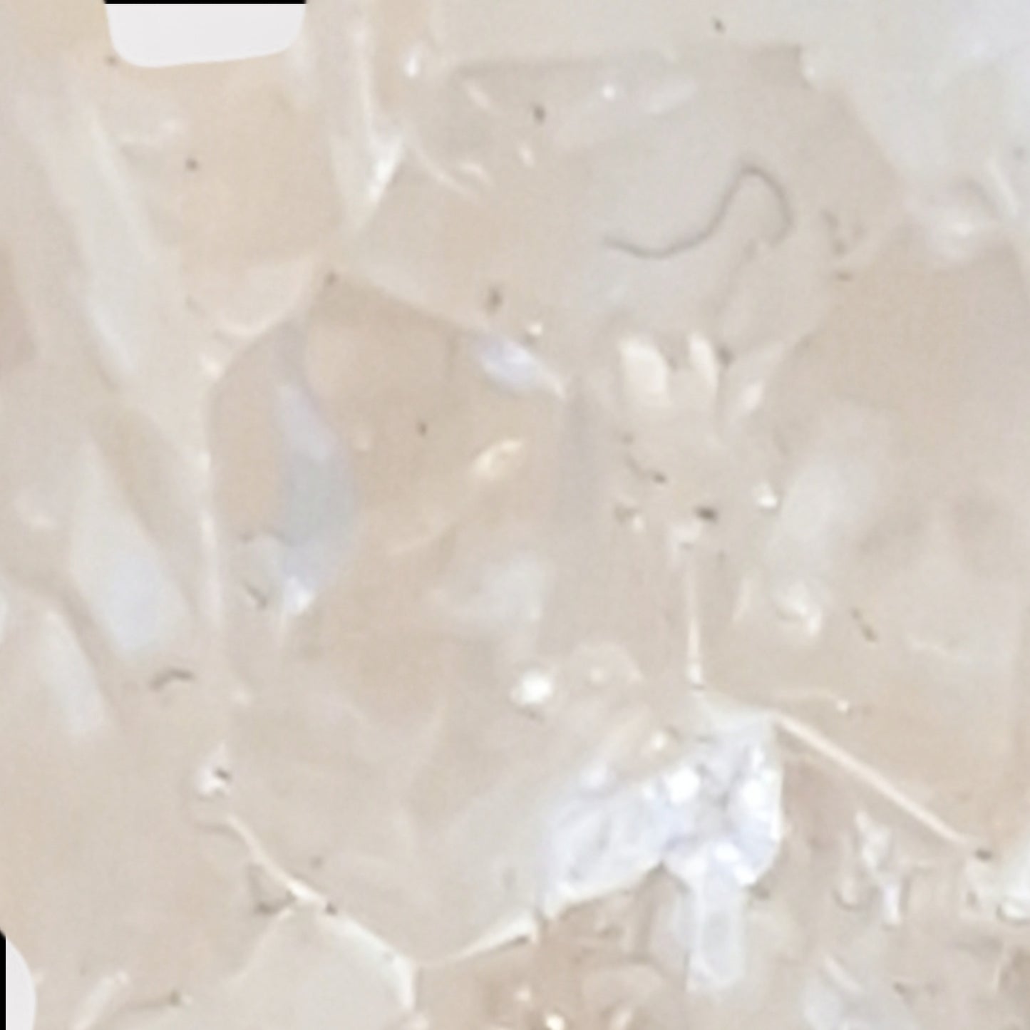 Egel Calciet (Indonesie)