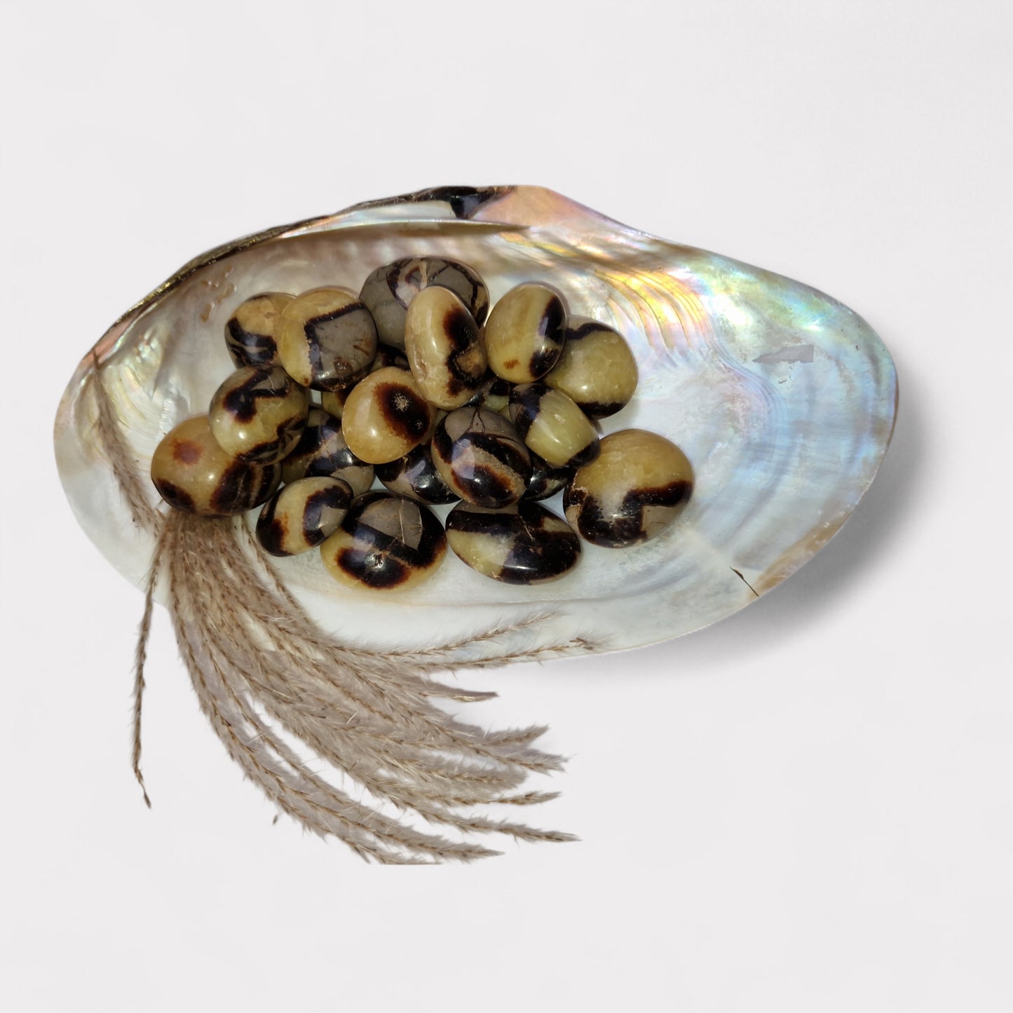 Septarian palm stones