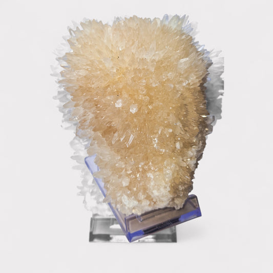 Egel Calciet (Indonesie)