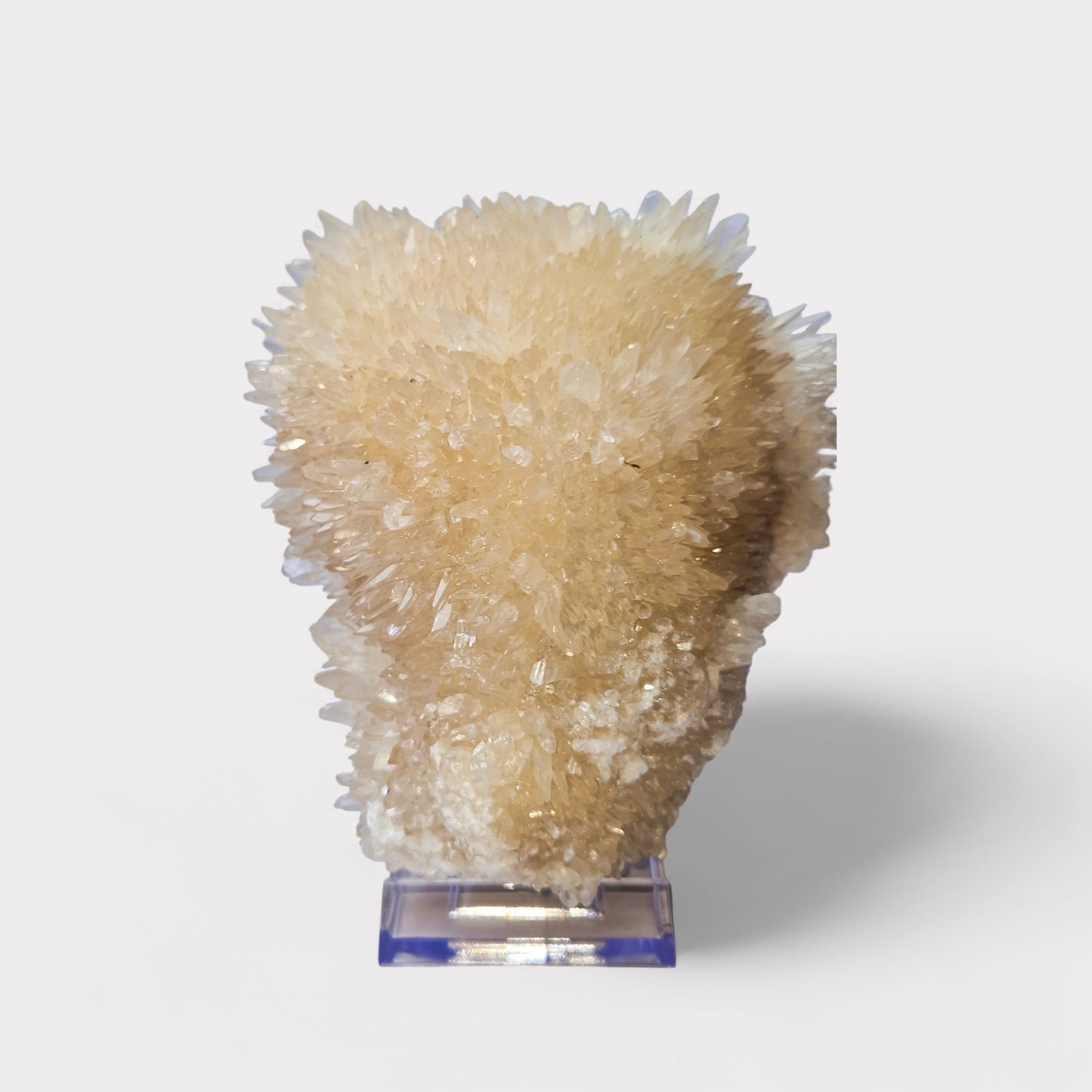 Egel Calciet (Indonesie)