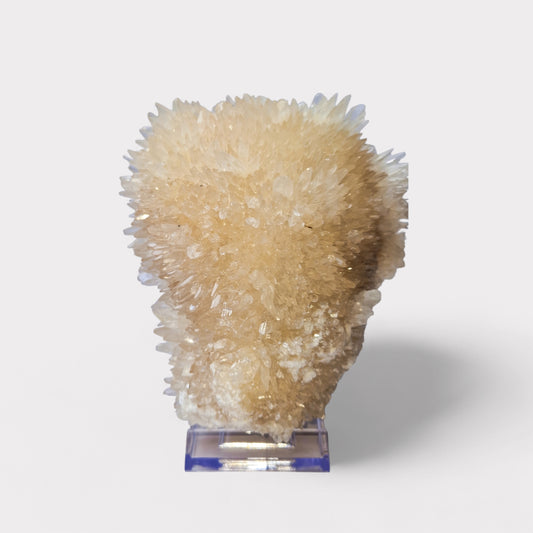 Egel Calciet (Indonesie)